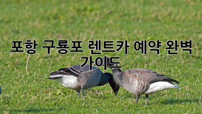 포항 구룡포 렌트카 예약 완벽 가이드 ✨